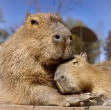 What is a Capybara?